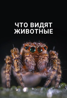 Что видят животные / What Animals See